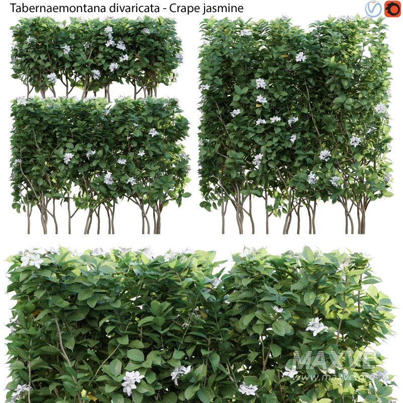 Tabernaemontana divaricata – Crape jasmine – 03 - Image 1