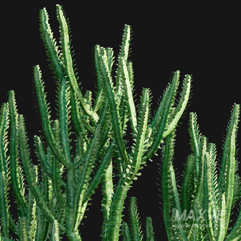 Euphorbia Trigona – African Milk Tree – 02 - Image 3