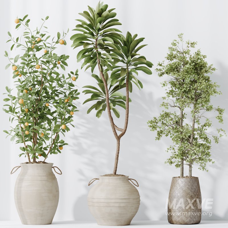 The AV Indoor Plants Set 219 - Image 6