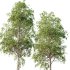 Betula Pendula Tree 10 - Thumbnail 2