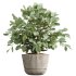 AV Indoor Plants Set 225 Eucalyptus Bouquet and Areca Palm and Ficus Elastica and Zamiifolia - Thumbnail 4