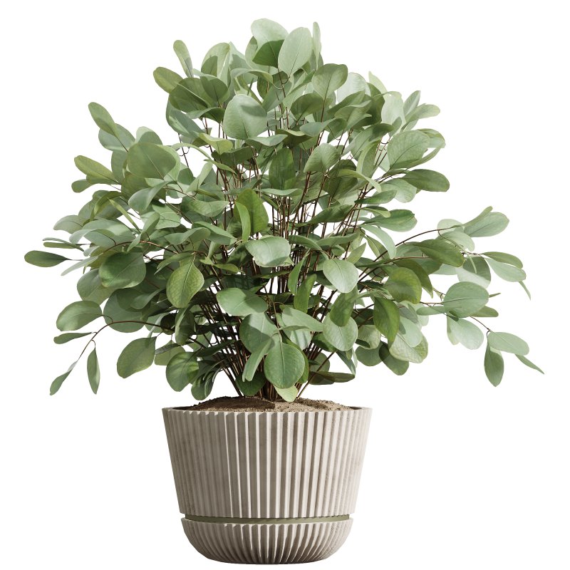 AV Indoor Plants Set 225 Eucalyptus Bouquet and Areca Palm and Ficus Elastica and Zamiifolia - Image 4
