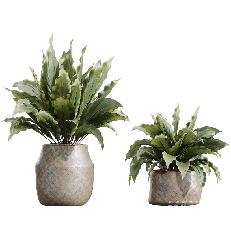 AV Indoor plants set 210 Mission Olive and Ficus Cyathistipula and Lily Domino and Lutescens Areca Palm - Image 5