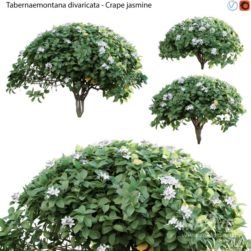 Tabernaemontana divaricata – Crape jasmine – 04 - Image 1