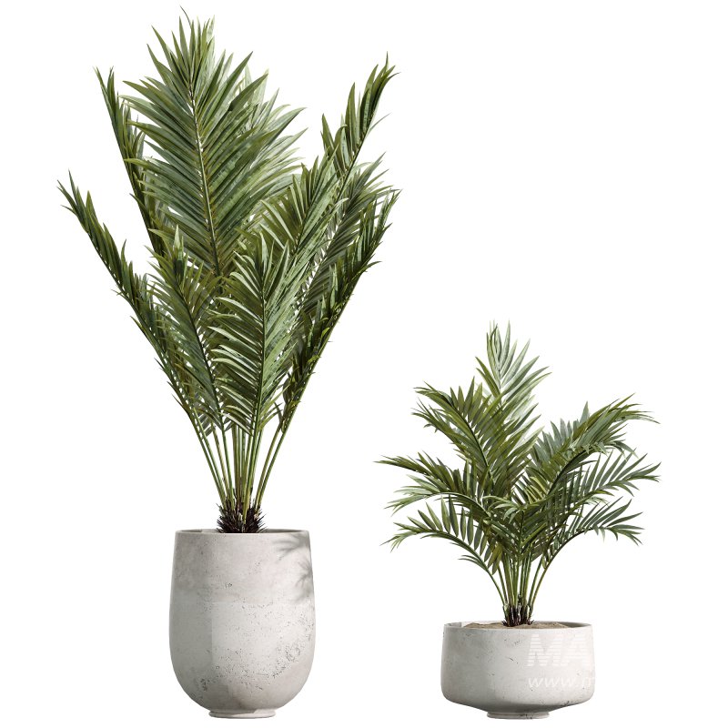 AV Indoor Plants Set 235 Banana Strelitzia Areca Palm Olive Eucalyptus Cactus Euphorbia - Image 4