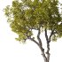 Tree Set30-Urban tree - Thumbnail 2