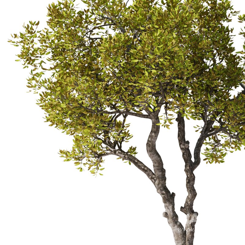 Tree Set30-Urban tree - Image 2