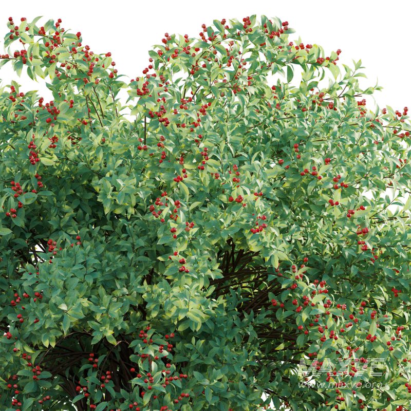 Ilex verticillata – Winterberry 01 - Image 4