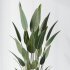 AV Premium Indoor Plants Set 212 Mission Olive ParadiseBird Yucca Areca - Thumbnail 5