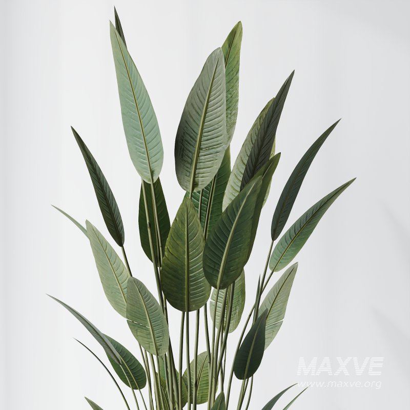 AV Premium Indoor Plants Set 212 Mission Olive ParadiseBird Yucca Areca - Image 5
