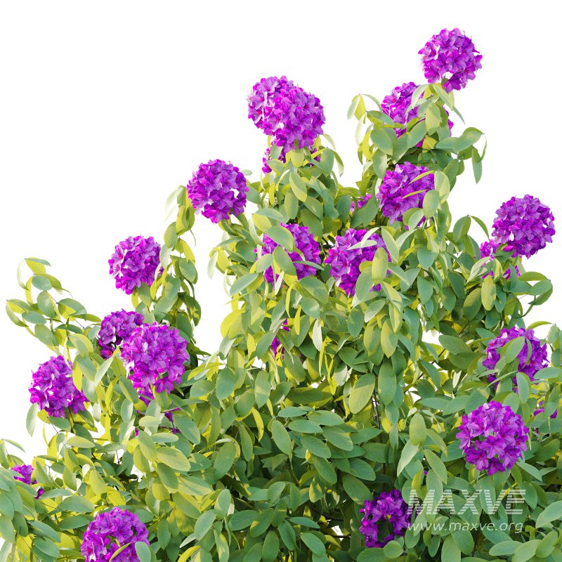 Rhododendron Arboreum Bush 06 - Image 6