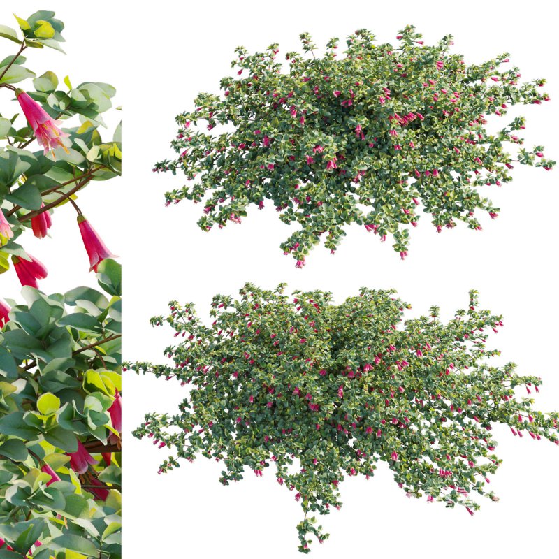 Correa reflexa – Native Fuchsia – Grevillea wilsonii 01 - Image 1