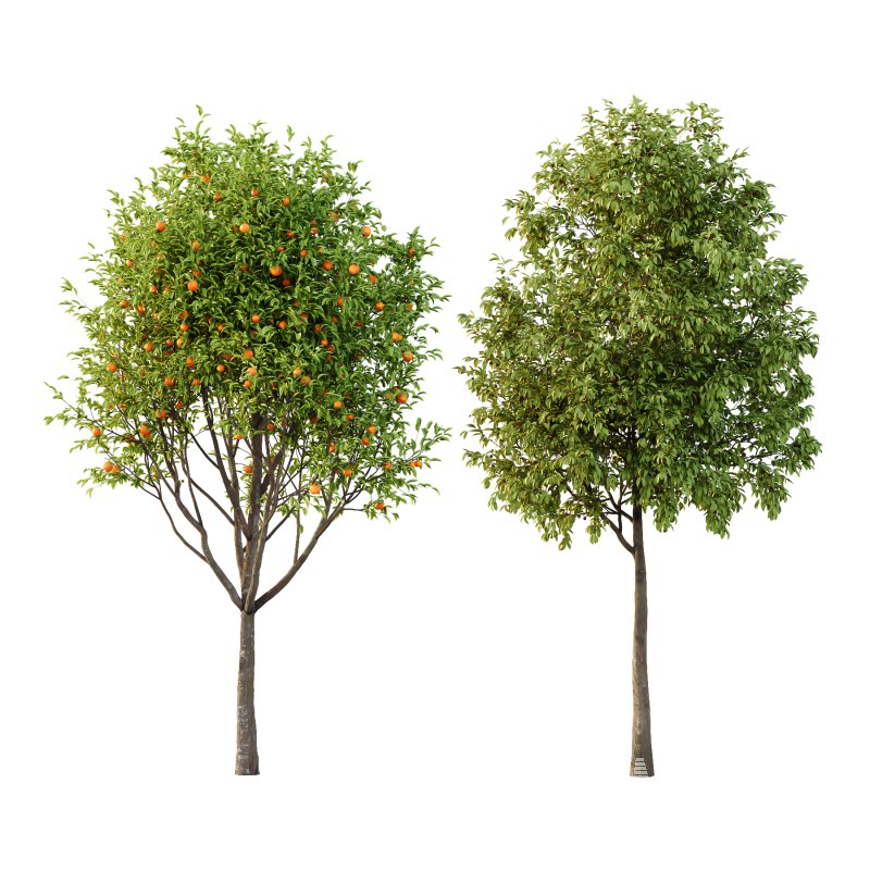 Prunus pseudocerasus Diospyros Kaki Fruit Tree 01 - Image 2