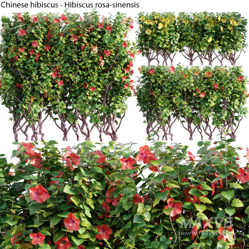 Chinese hibiscus – Hibiscus rosa-sinensis – 03 - Image 1