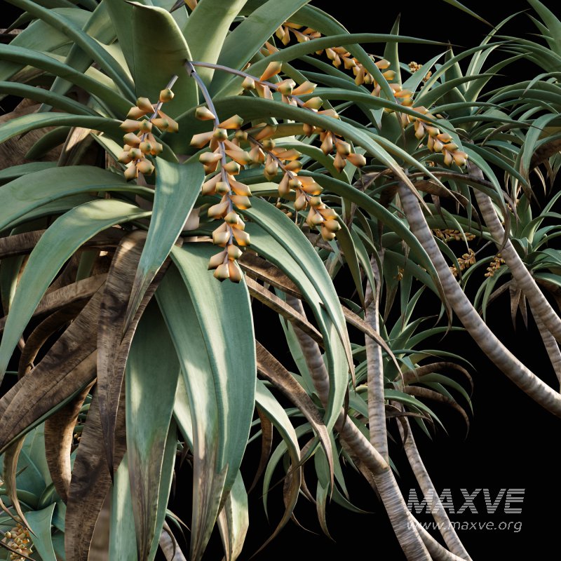 Aloe Pillansii, Aloidendron Pillansii – Giant Quiver Tree, Bastard Quiver Tree – 01 - Image 2