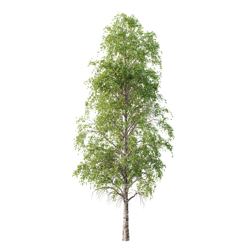 Betula Pendula Tree 10 - Image 1