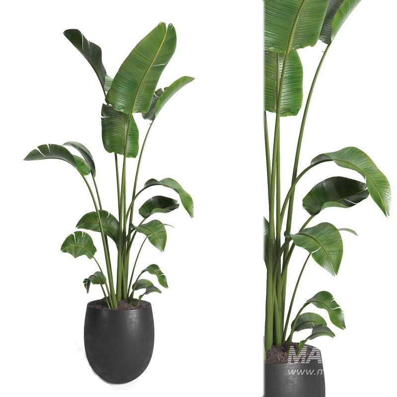 indoor plant 08 - Image 1