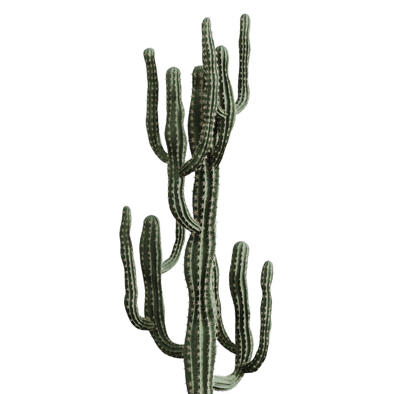 AV Indoor Plants Set 235 Banana Strelitzia Areca Palm Olive Eucalyptus Cactus Euphorbia - Image 1