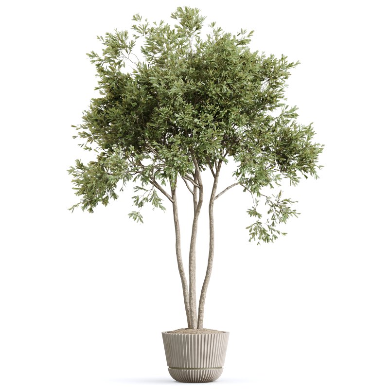 AV Indoor plants set 210 Mission Olive and Ficus Cyathistipula and Lily Domino and Lutescens Areca Palm - Image 4