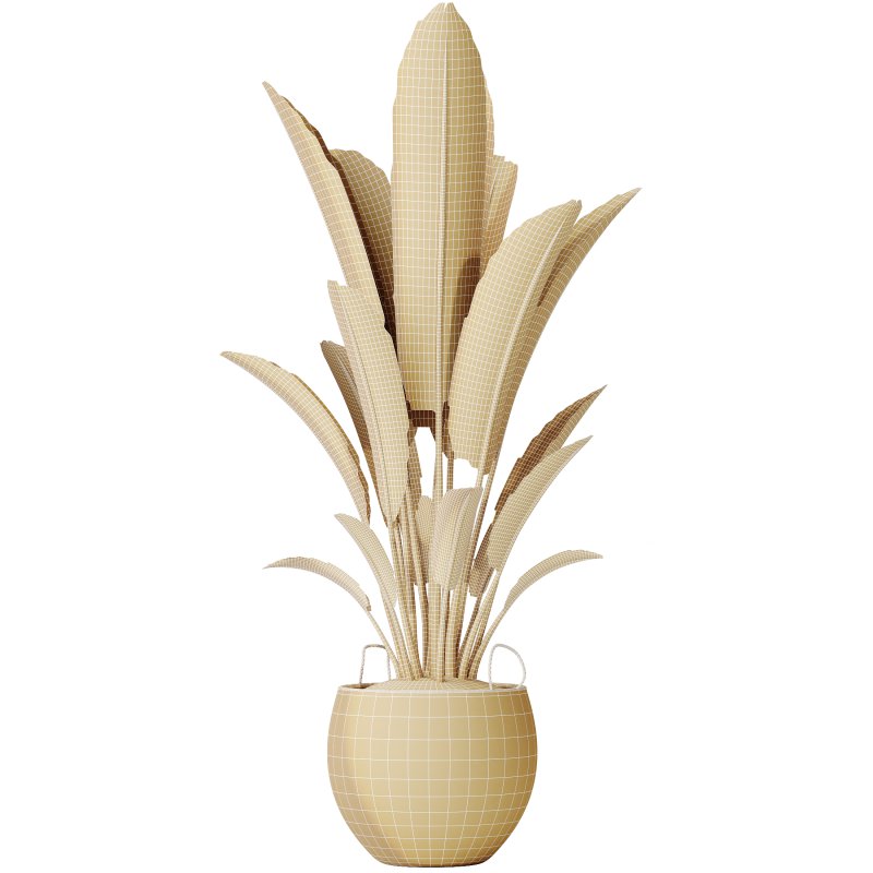 AV Indoor Plants Set 229 Wilsonii Olive and China Orange Tree and Bird Of Paradise and Peace Lily - Image 7