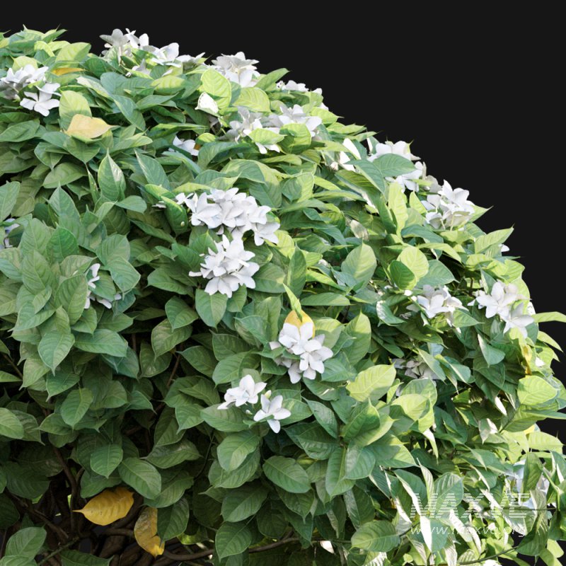 Tabernaemontana divaricata – Crape jasmine – 04 - Image 2