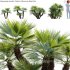 Chamaerops humilis – Moroccan Blue Palm – 01 - Thumbnail 1