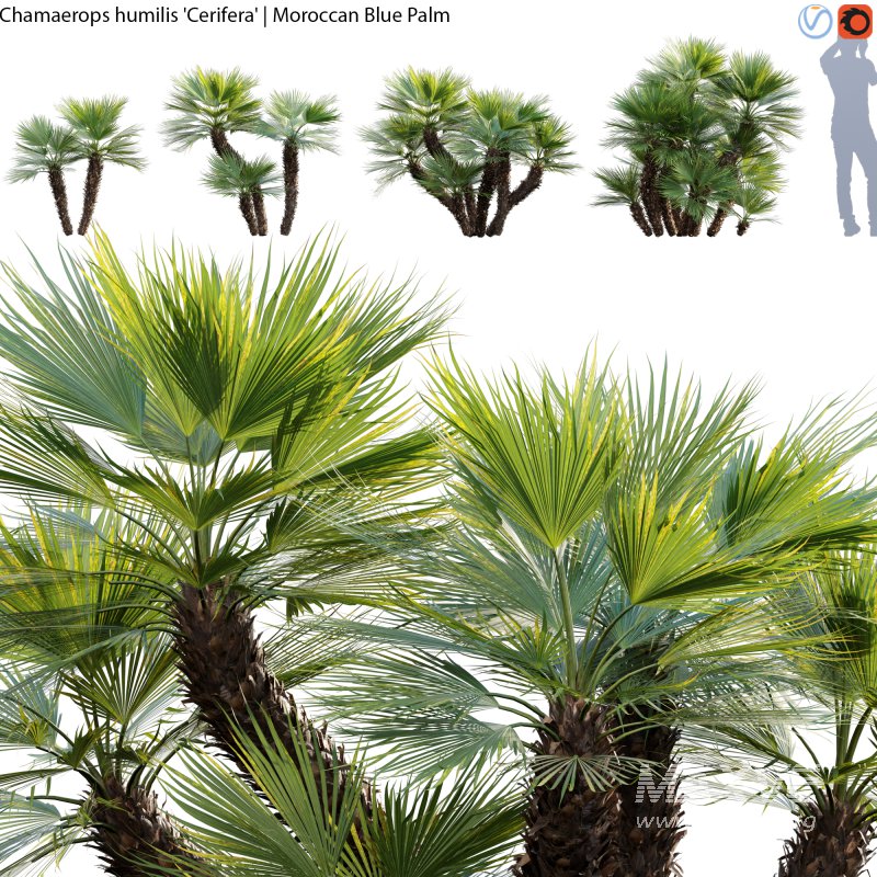 Chamaerops humilis – Moroccan Blue Palm – 01 - Image 1