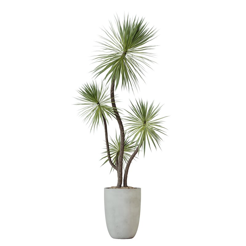 AV Indoor Plants Set 226 Mission Olive and Alnus Glutinosa Alder and Yucca Aloifolia Palm and Cunjevoi Alocasia Jardin - Image 1