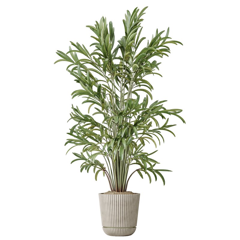 AV Indoor Plants Set 225 Eucalyptus Bouquet and Areca Palm and Ficus Elastica and Zamiifolia - Image 3