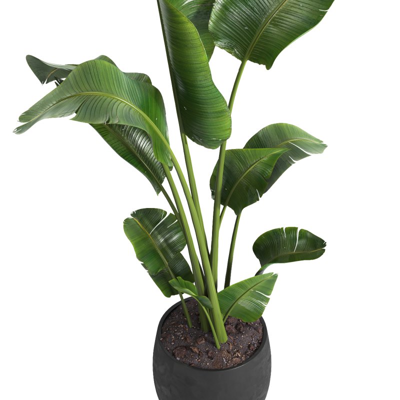 indoor plant 05 - Image 3