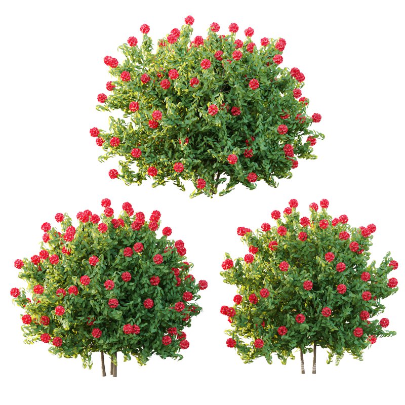 Rhododendron Arboreum Bush 01 - Image 5