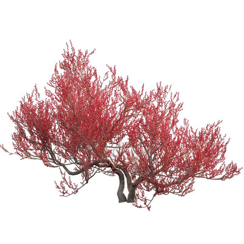 Ilex verticillata – Winterberry 03 - Image 2