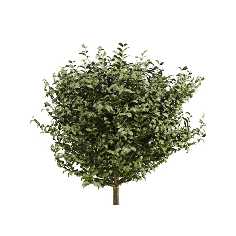 bush plants set - Image 5