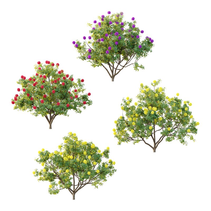 Rhododendron Arboreum Bush 07 - Image 1