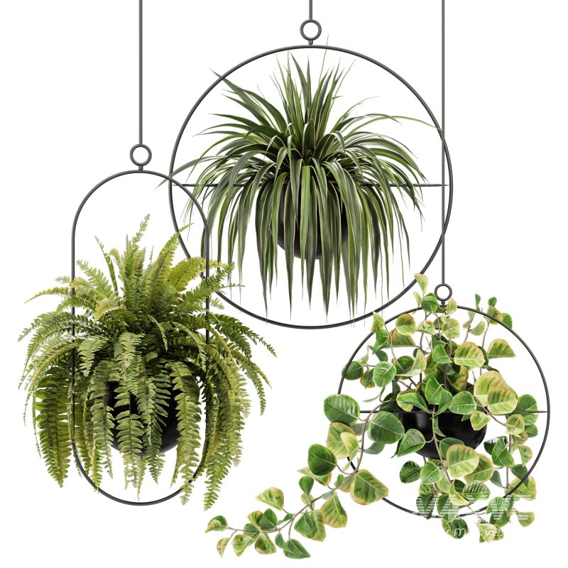 Hanging Houseplants in Metal Frames Set - Image 1