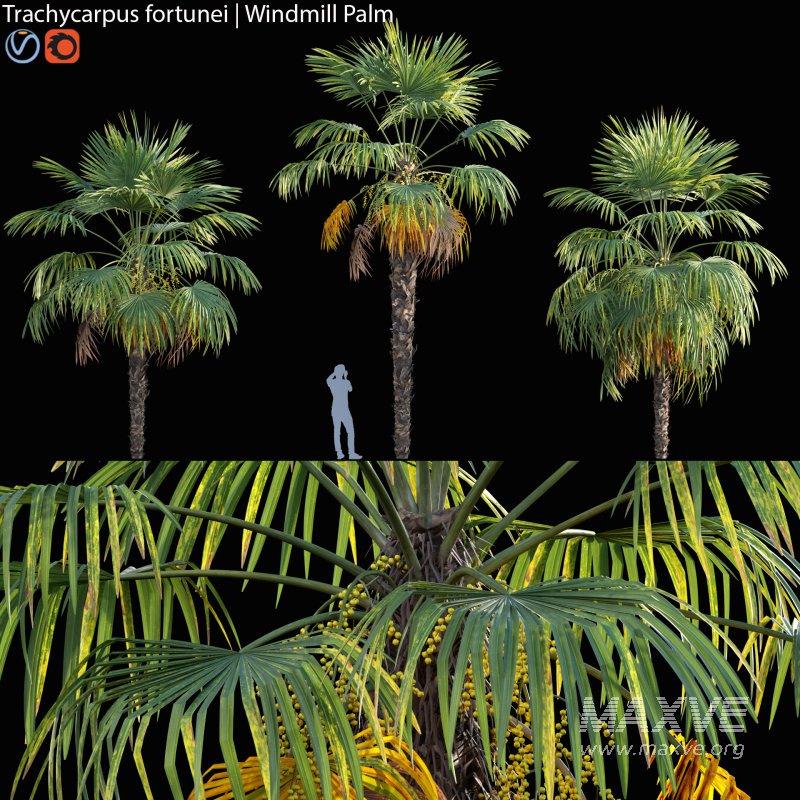 Trachycarpus fortunei – Windmill Palm – Chusan Palm – 02 - Image 1
