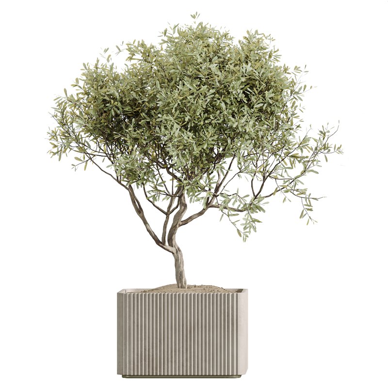 AV Indoor Plants Set 236 Mission Kalamata Leccino Arbequina Wilsonii Chemlali Olive - Image 2