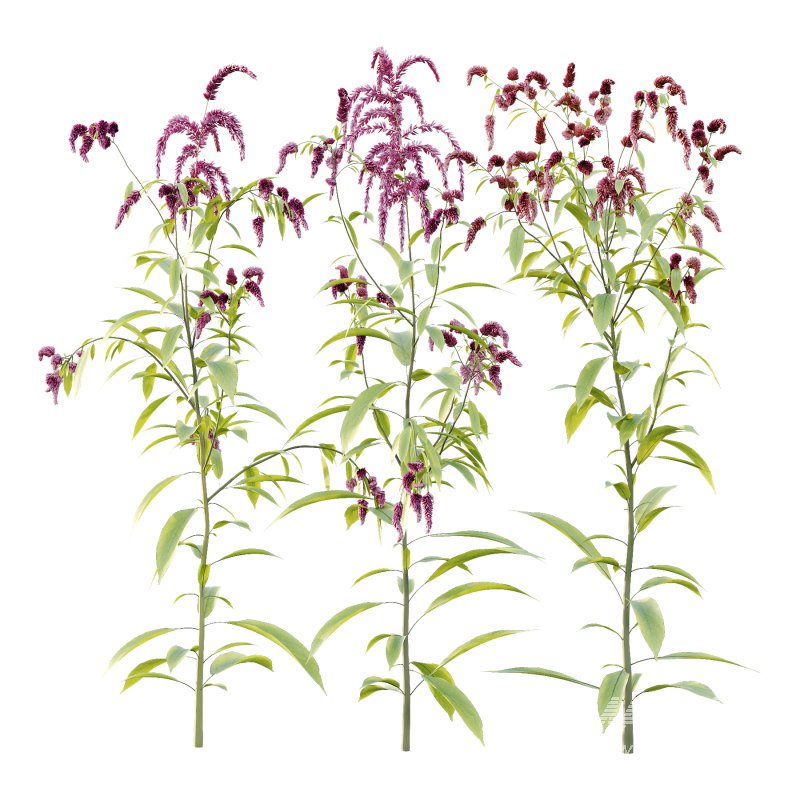 Different Grass 03 - Image 3