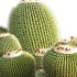 Echinocactus grusonii – Golden barrel cactus – 01 - Thumbnail 1