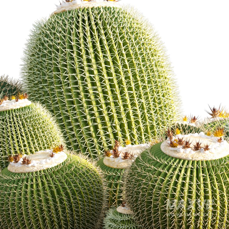 Echinocactus grusonii – Golden barrel cactus – 01 - Image 1