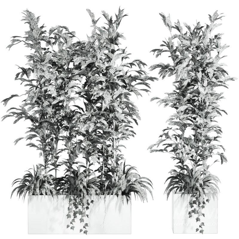 plants set - Image 4