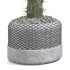 Cactus in a modern pot - Thumbnail 3