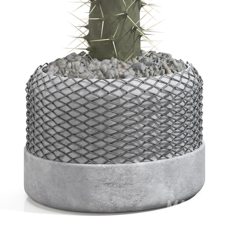 Cactus in a modern pot - Image 3