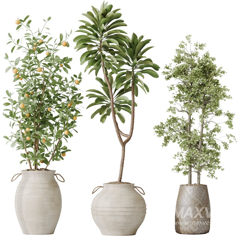 The AV Indoor Plants Set 219 - Image 1
