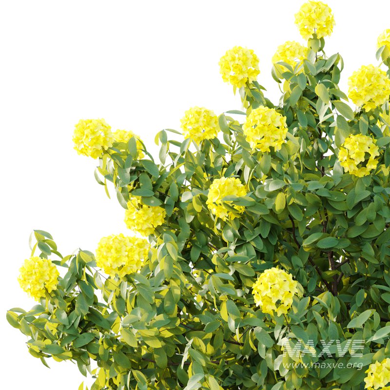 Rhododendron Arboreum Bush 01 - Image 6