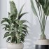 AV Indoor Plants Set 222 Bird Of ParadiseBird and Banana Strelitzia Nicolai - Thumbnail 8
