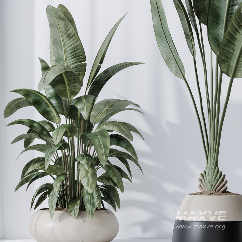 AV Indoor Plants Set 222 Bird Of ParadiseBird and Banana Strelitzia Nicolai - Image 8