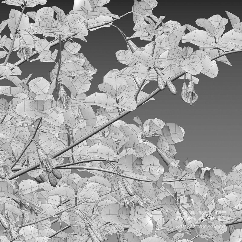 Correa reflexa – Native Fuchsia – Grevillea wilsonii 01 - Image 6