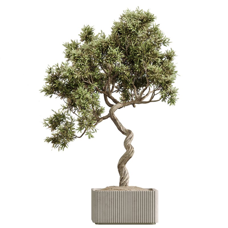 AV Indoor Plants Set 236 Mission Kalamata Leccino Arbequina Wilsonii Chemlali Olive - Image 4