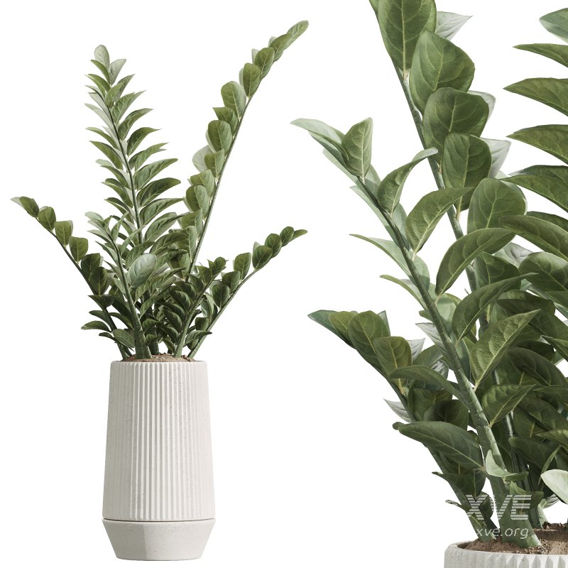AV Indoor Plants Set 225 Eucalyptus Bouquet and Areca Palm and Ficus Elastica and Zamiifolia - Image 2